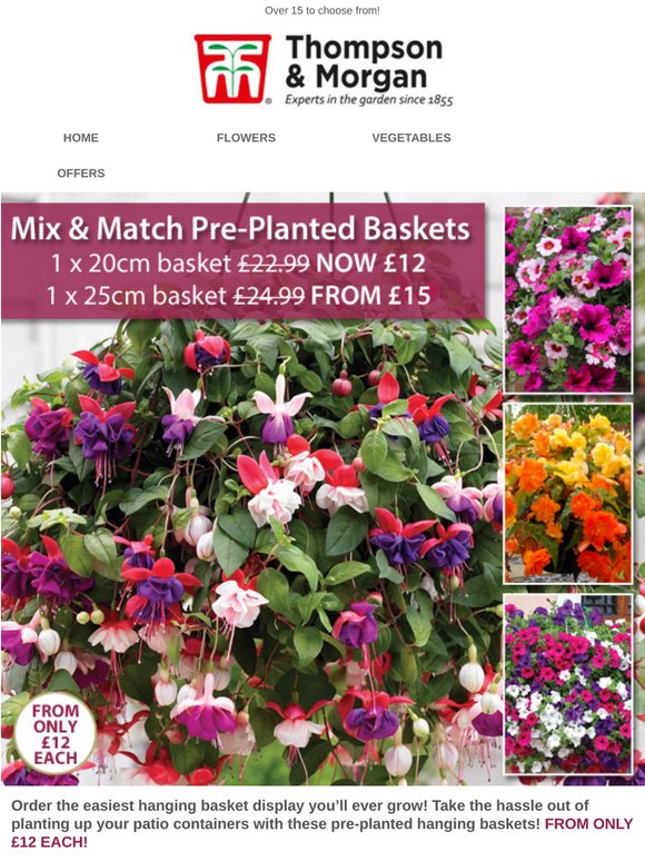Pre-Planted Hanging Baskets ONLY £12 EACH! 48 HOURS ONLY!