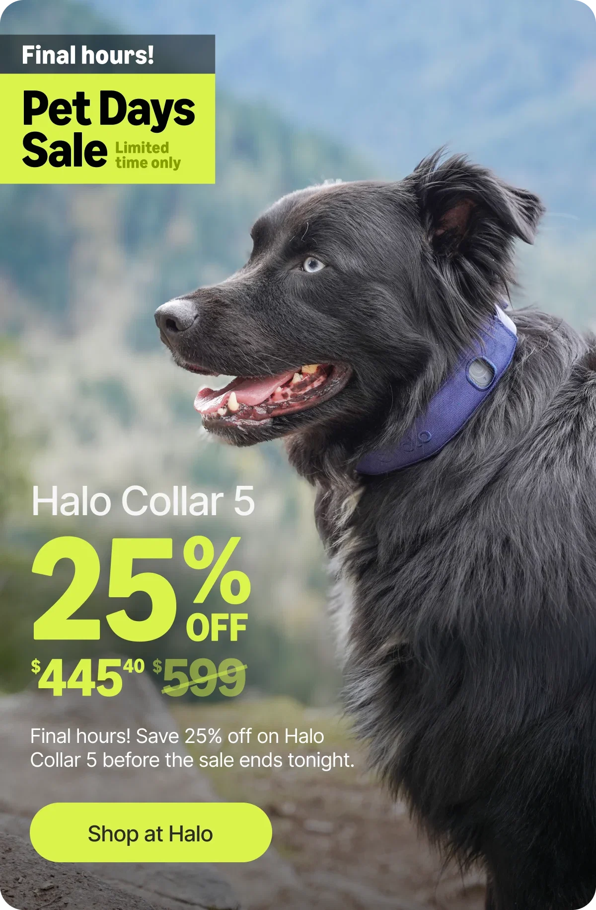 The clock is almost up on the Pet Days Sale. Halo Collar 5 is $445 and this is your very last chance to lock in 25% off before the deal closes tonight.