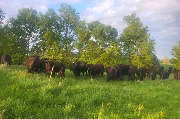 northeast missouri cattle grazing