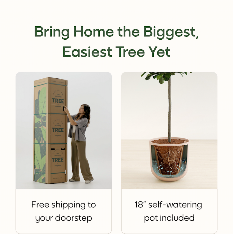 Bring Home the Biggest, Easiest Tree Yet