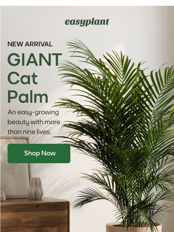 New Arrival! GIANT 7ft Cat Palm 🌴🐈