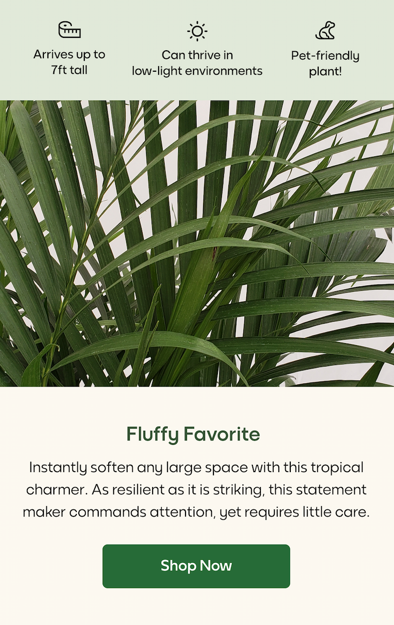 Fluffy Favorite