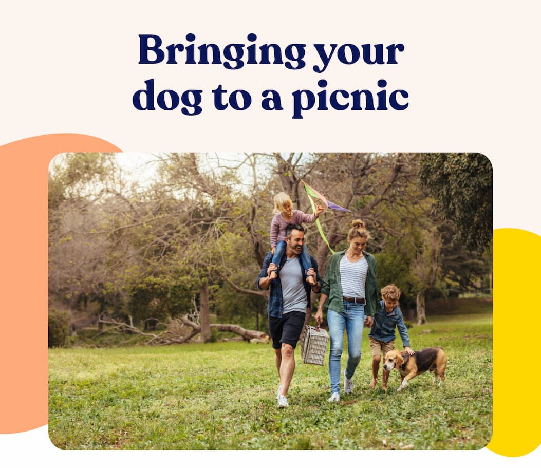 Bringing your dog to a picnic