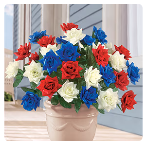 Patriotic Rose Bushes, Set of 3