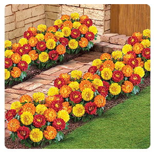 Marigold Bushes, Set of 3