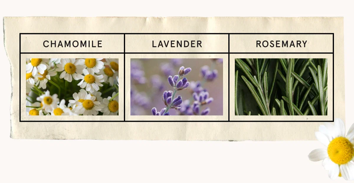 Chamomile, Lavender, Rosemary