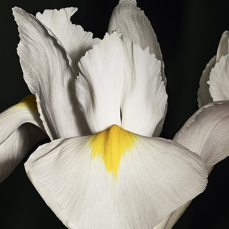 Close-up of a white and yellow iris against a black background.