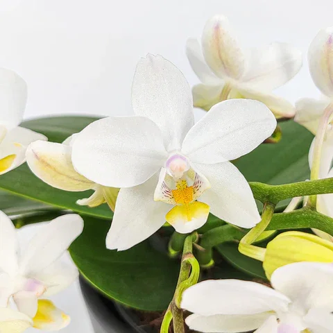 Bonsaiorchidee Nazare mit weißen Blüten und 4+ Rispen inkl. Keramik