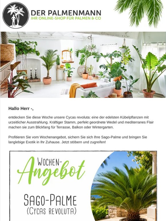 Wochenangebot: Edler Palmfarn – exotisches Flair sichern