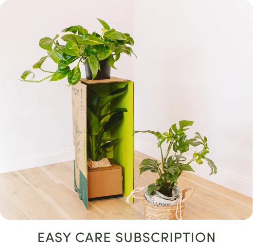 easy care subscription