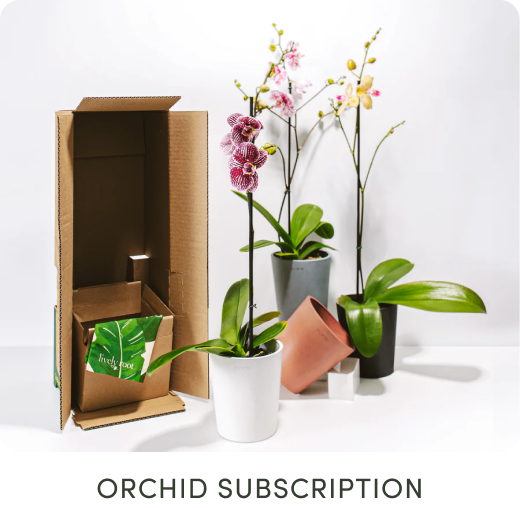 Orchid Subscription
