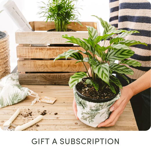 gift subscription