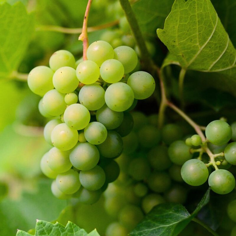 Image of Grape Vines