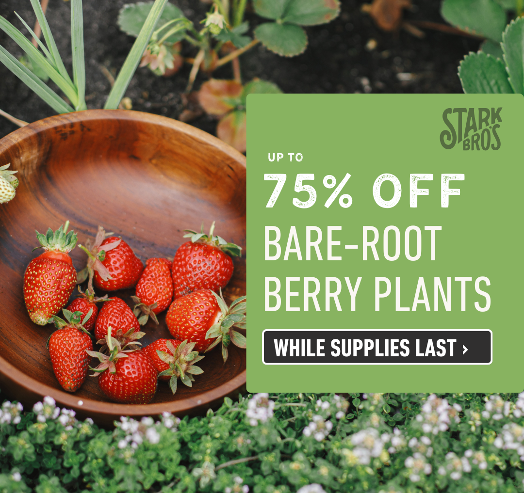 Up to 75% Off Berry Plants