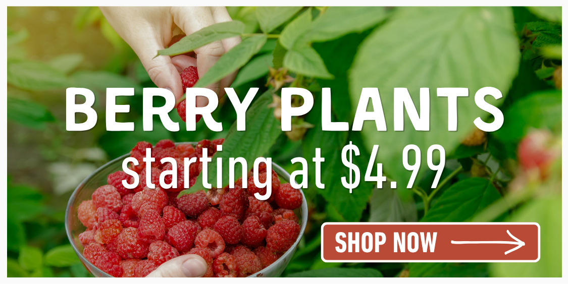 Berry Plants On Sale Now