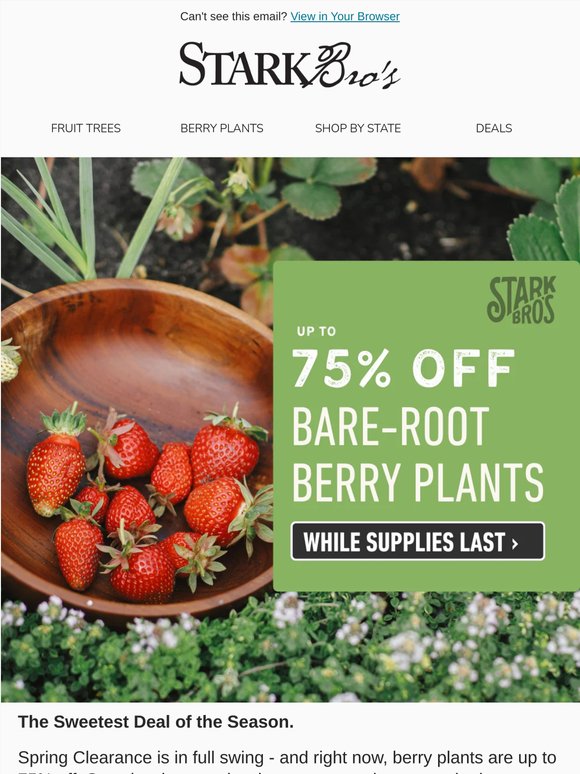 🌱✨ [CLEARANCE] Berry Plants up to 75% Off