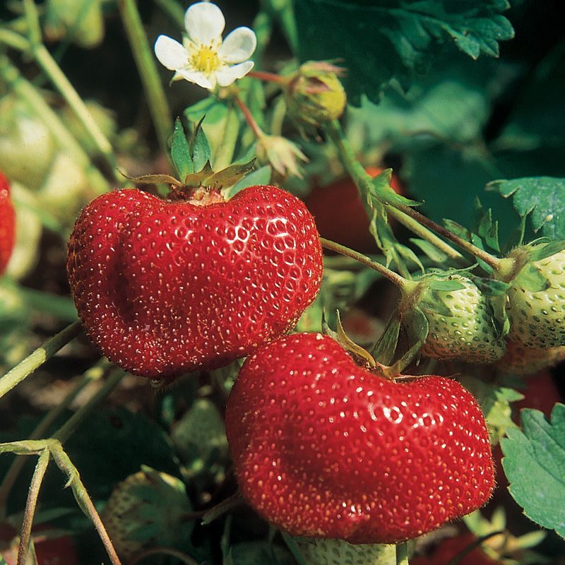 Image of Strawberry Plants