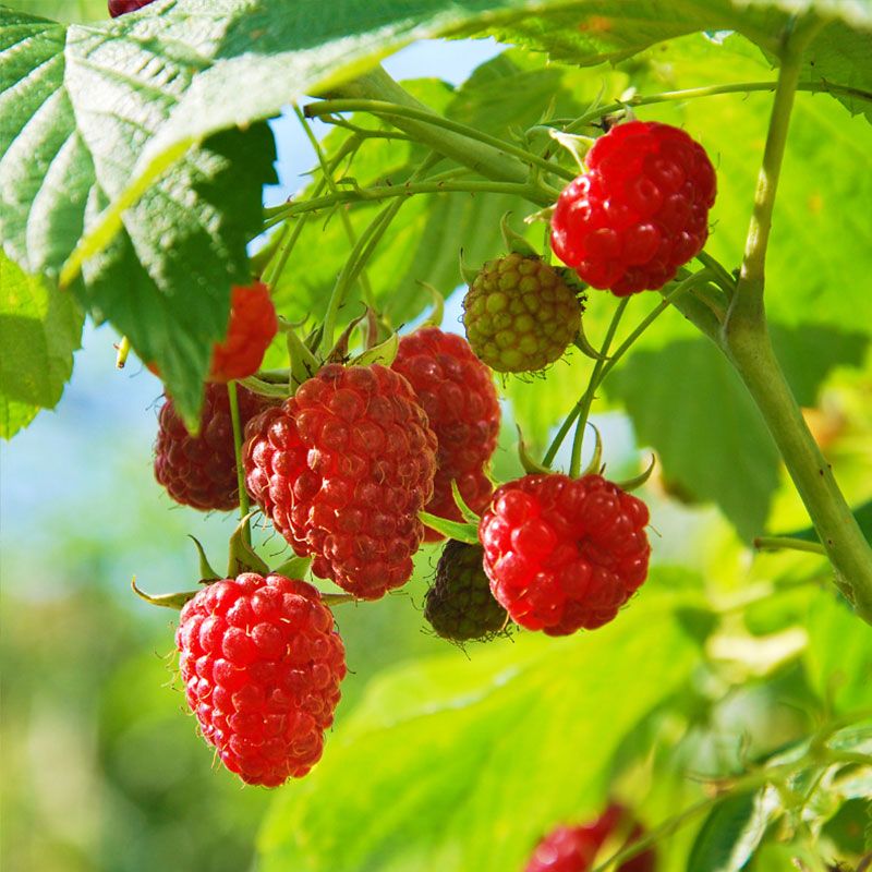Image of Raspberry Plants