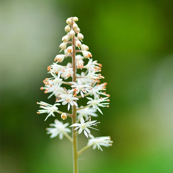 Image of Running Tapestry Foam Flower