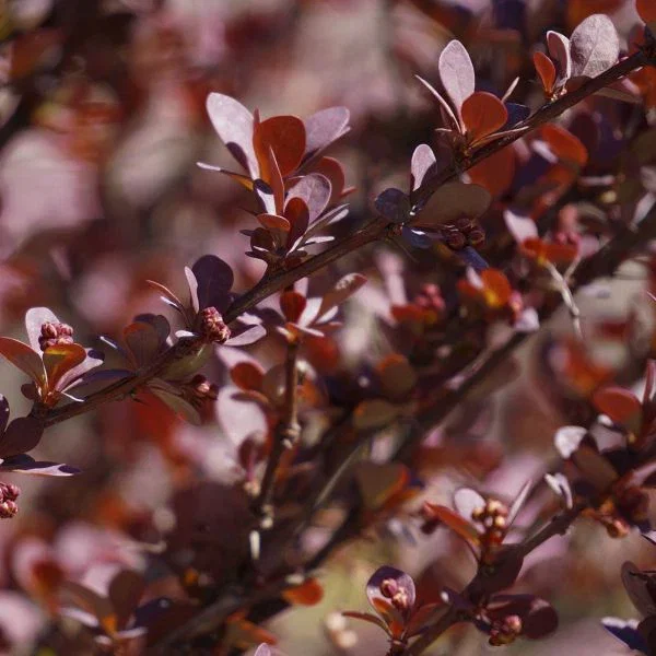 Image of Sunjoy Mini Maroon® Barberry