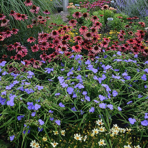 Image of Amethyst Kiss™ Spiderwort