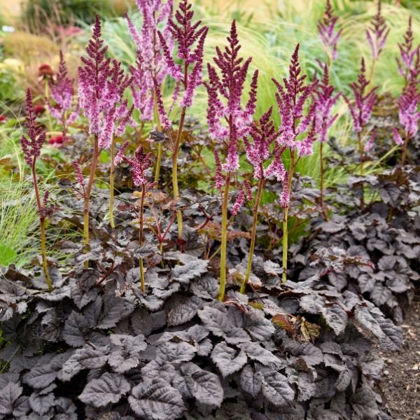 Image of Dark Side of the Moon Astilbe