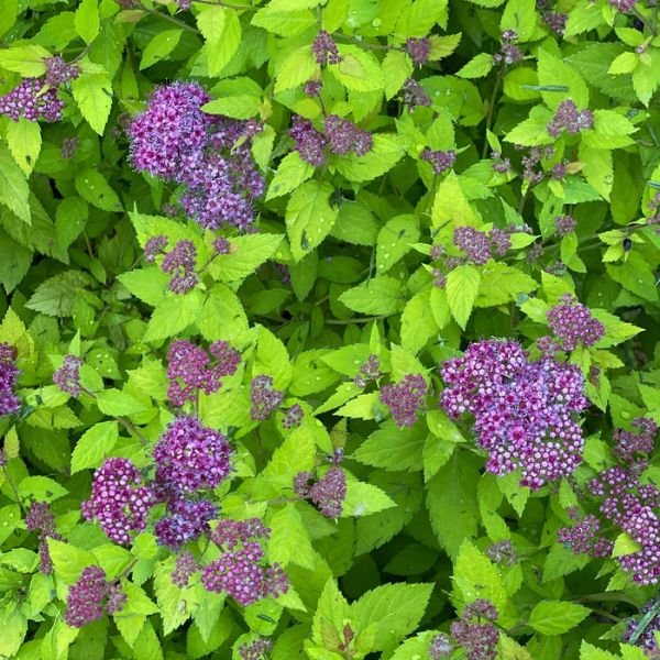 Image of Double Play Dolly® Spirea