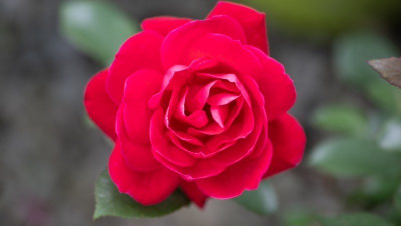Close up image of deep red double knockout rose.
