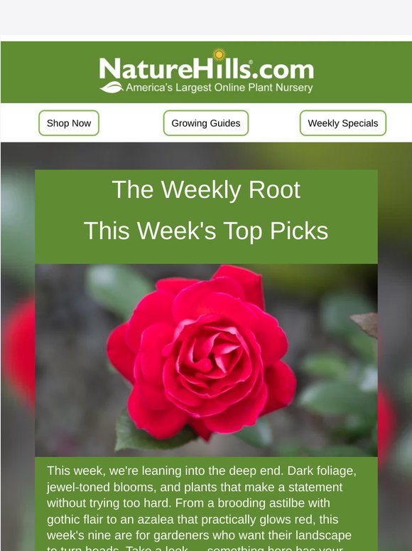Moody, Bold & Beautiful, 9 Picks This Week