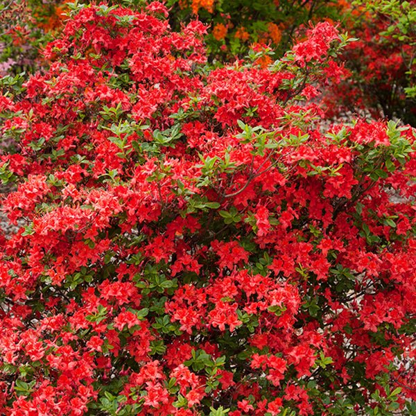 Image of Electric Lights™ Red Azalea