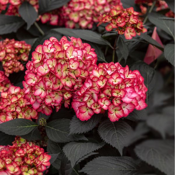 Image of Eclipse® Bigleaf Hydrangea