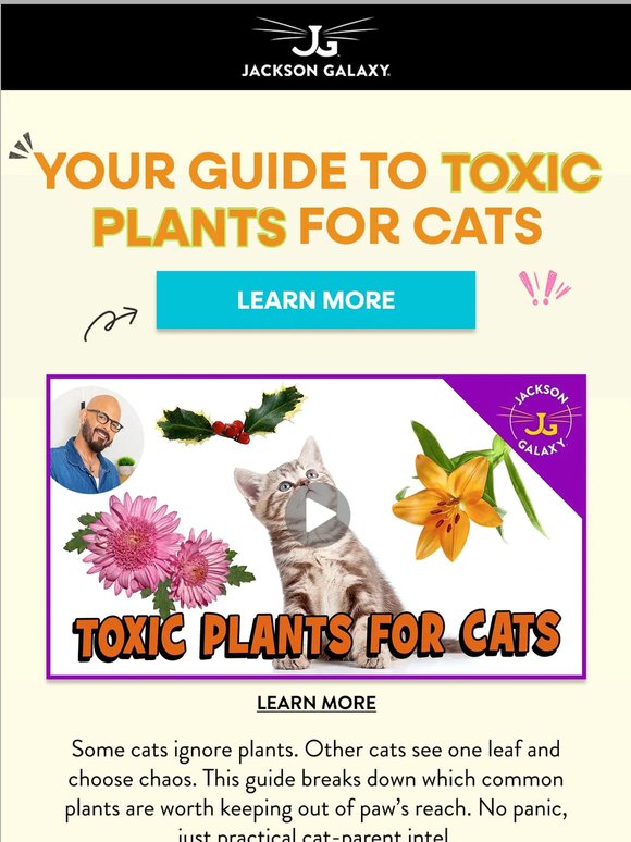 Toxic To Cats? 👀