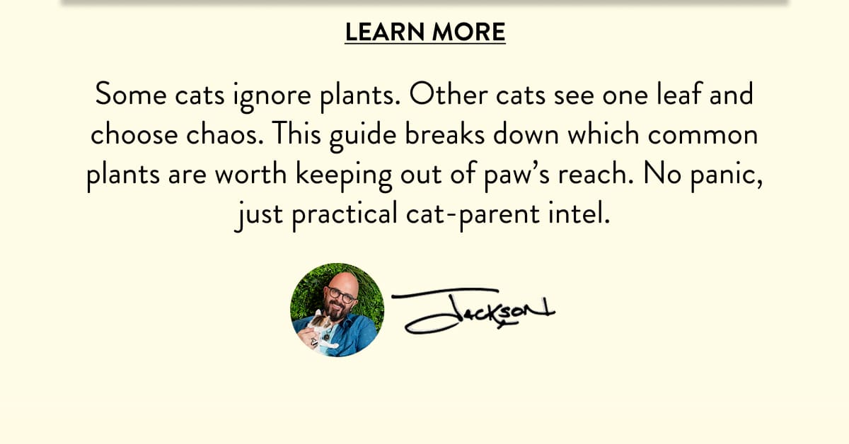 Learn About Plants that are Toxic to Cats