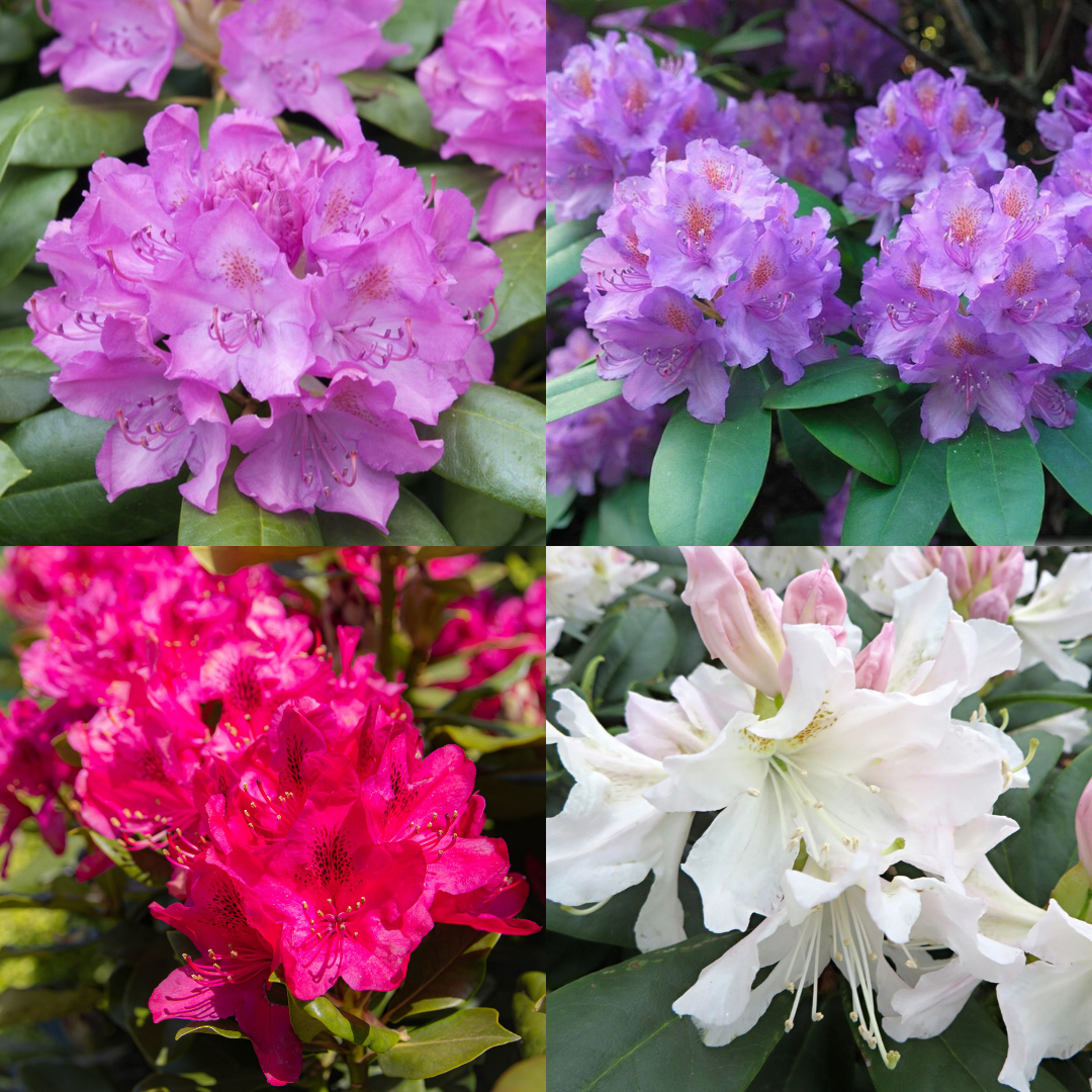 Rhododendrons - Just 9.99