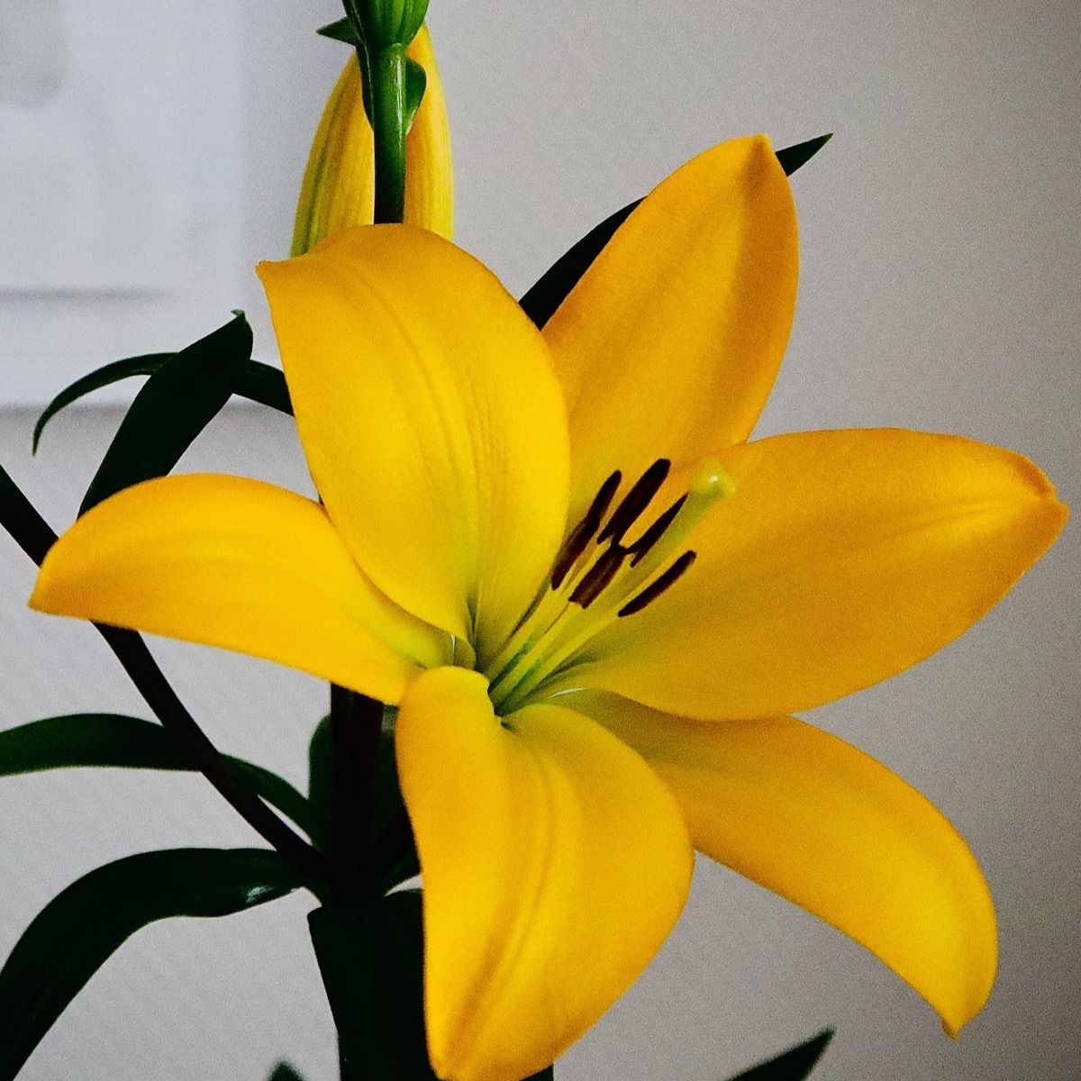 Lilium Scipione