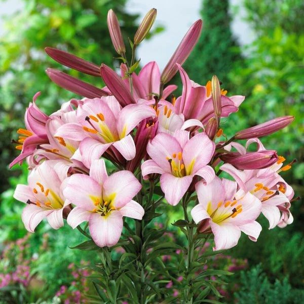 Lilium Pink Planet
