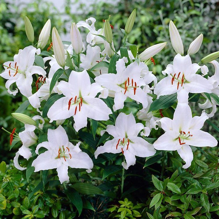 Lilium Mother’s Choice - Pack of Two