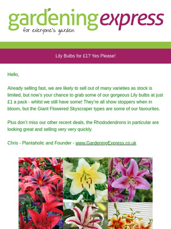 Lily Bulbs - Just £1 a Pack - Whilst Limited Stocks last - be quick and grab a bargain