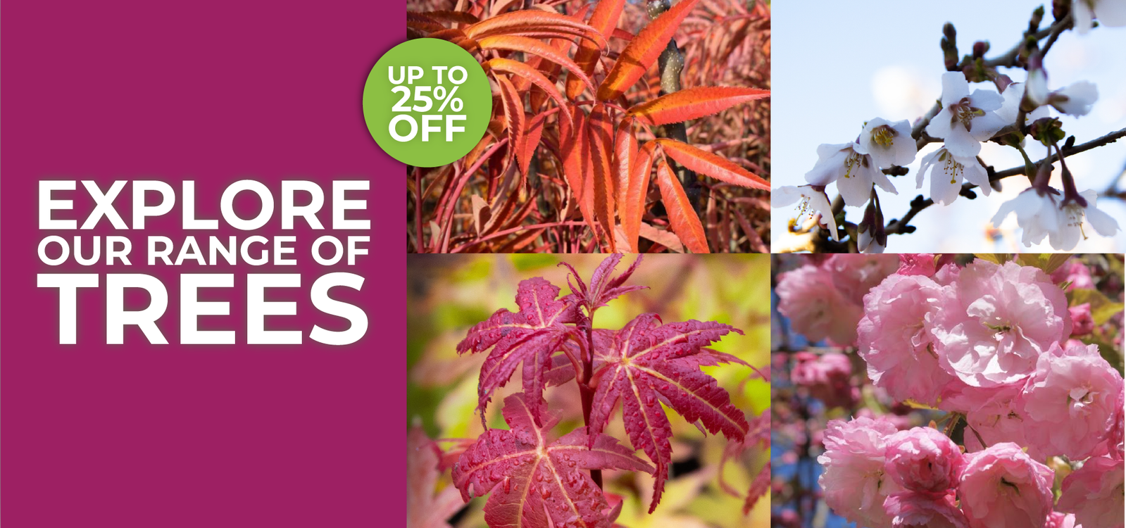 Explore our range of trees