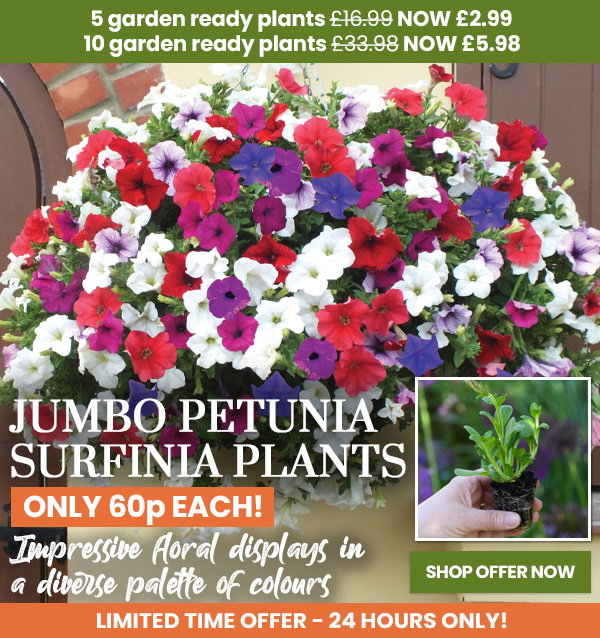 Petunia 'Surfinia' Collection