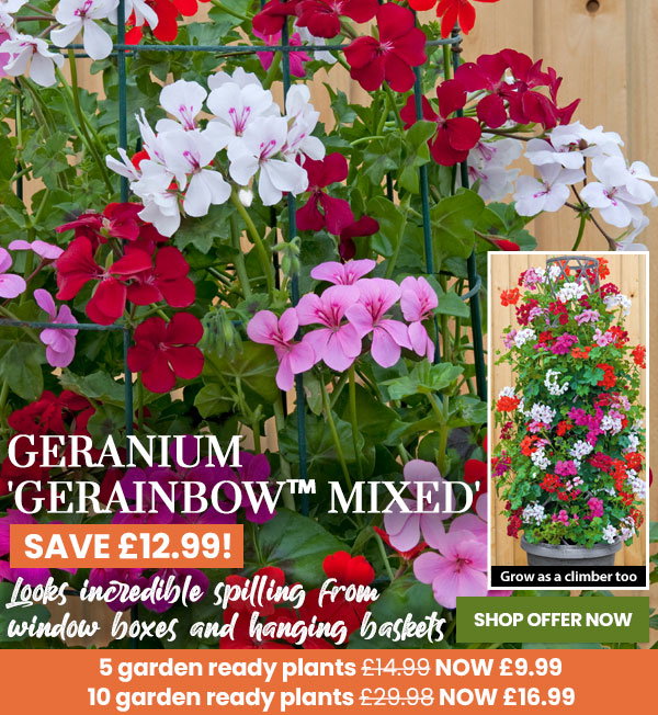 Geranium 'GeRainbow™ Mixed'