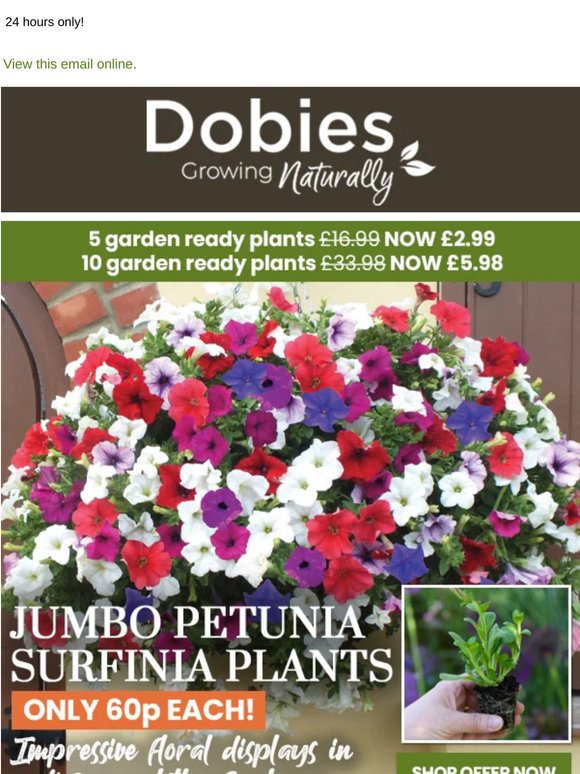 JUMBO Petunia Surfinia Plants Just 60p each!