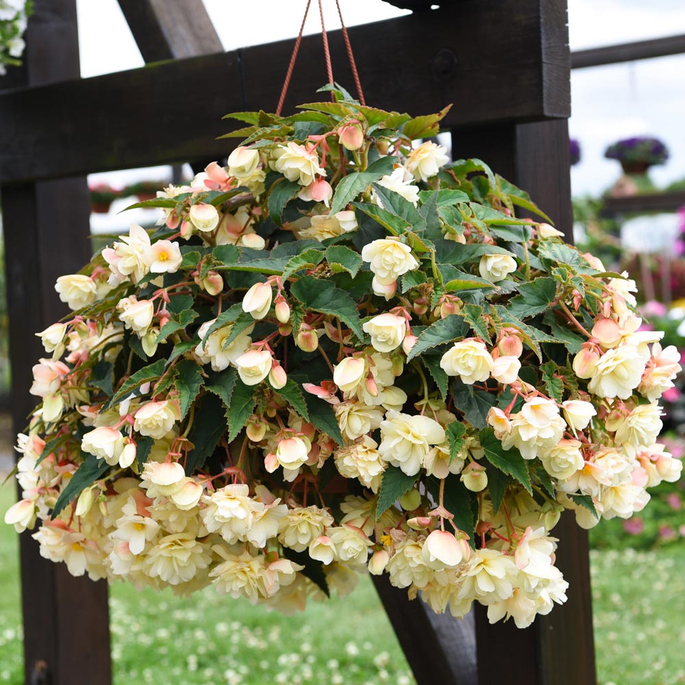 Begonia 'Belina Vanilla'