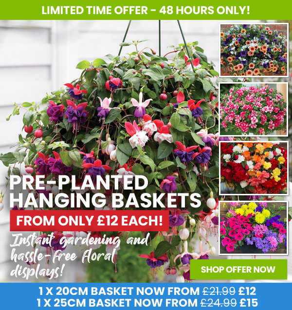 Pre-Planted Hanging Baskets