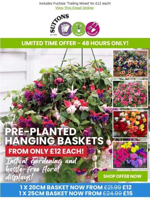 Pre-Planted Hanging Baskets ONLY £12 EACH! 48 HOURS ONLY!