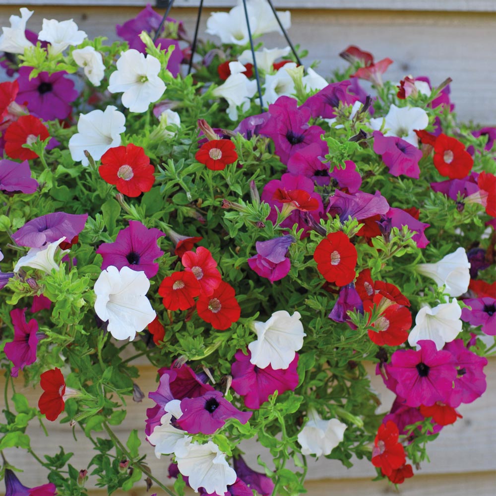 Petunia Surfinia Trio Collection