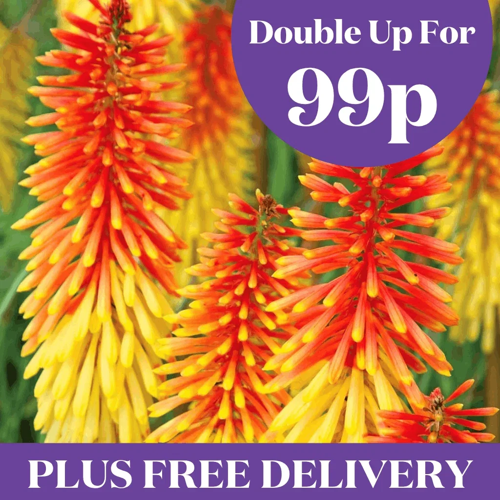 Save £45 + Free Delivery