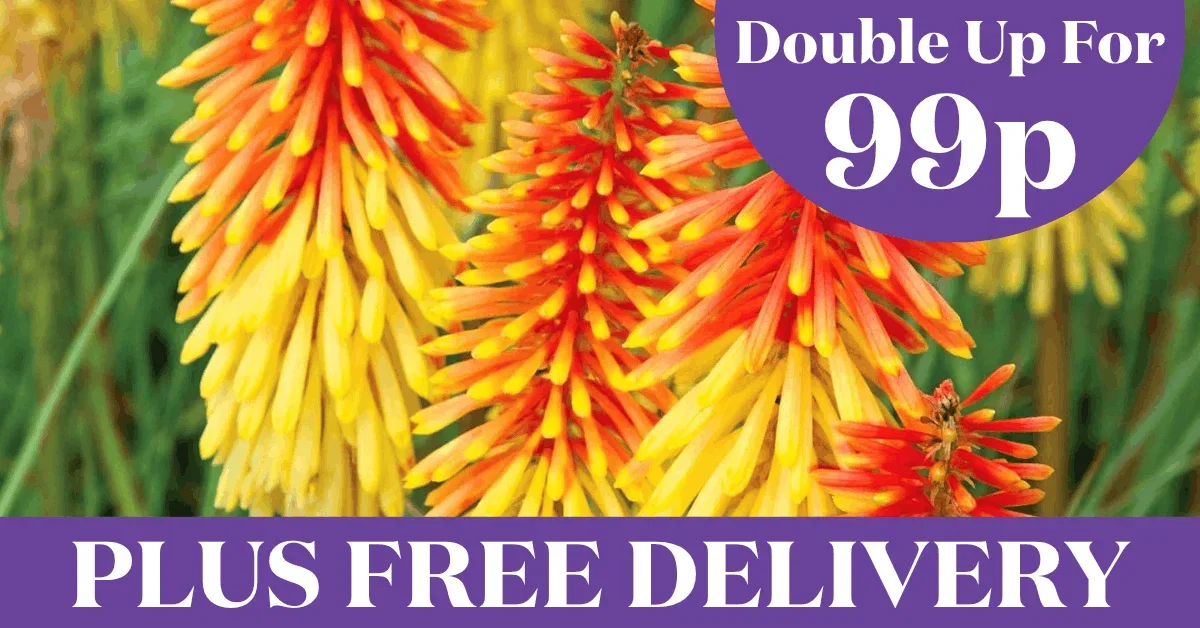 Save £45 + Free Delivery