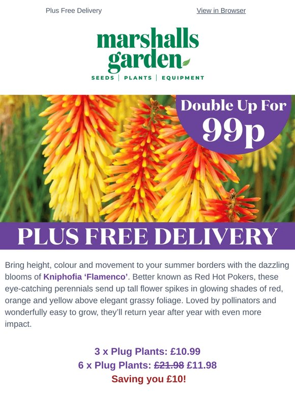 Get 2× the Red Hot Poker Plants for Only 99p Extra