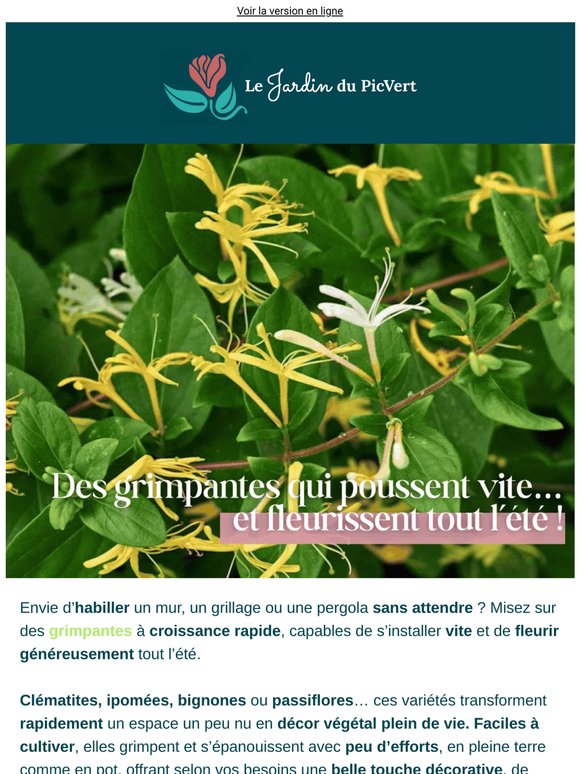 Des grimpantes qui poussent vite… et fleurissent tout l’été !
